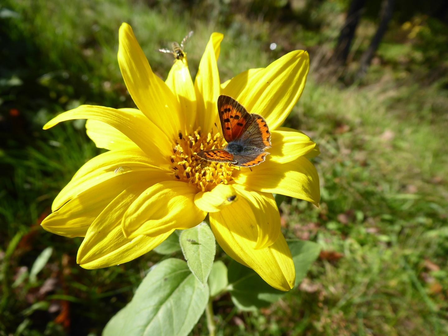 Besucher auf der Sonnenblume