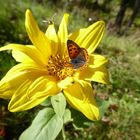 Besucher auf der Sonnenblume