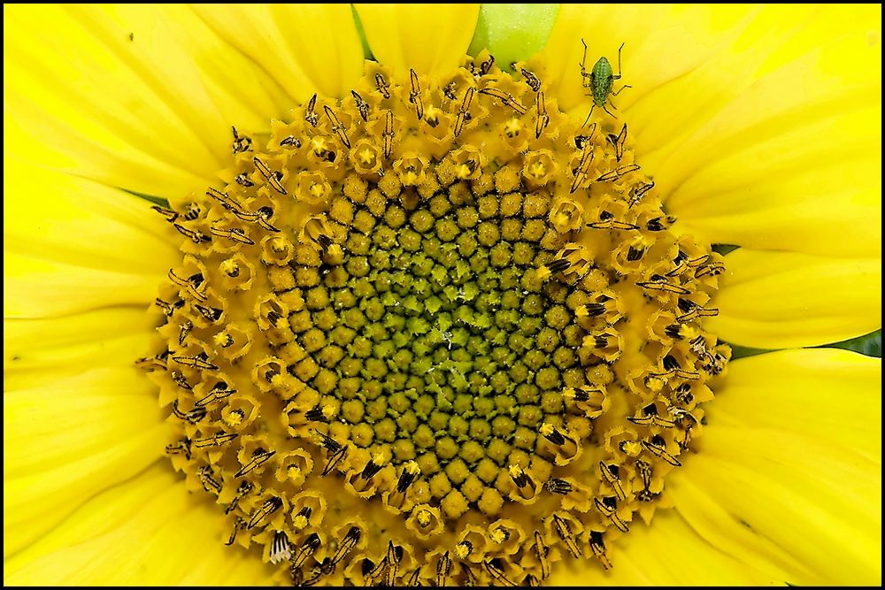 Besucher auf der Sonnenblume