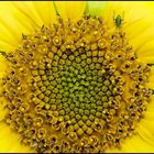 Besucher auf der Sonnenblume