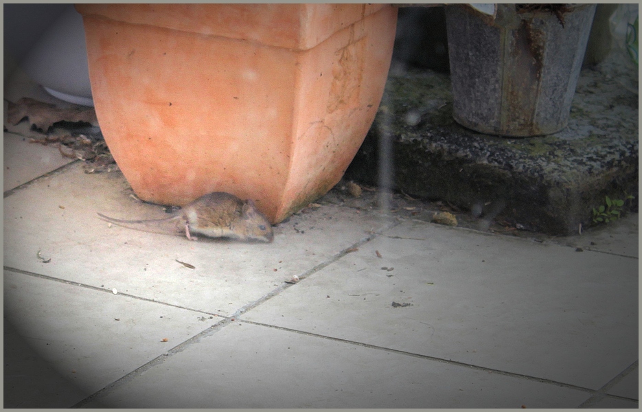 Besucher auf der Terasse