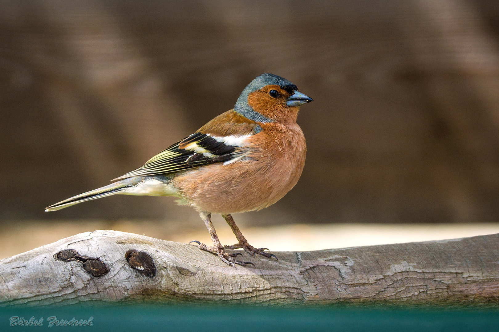 Besucher auf der Terrasse