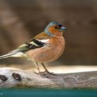 Besucher auf der Terrasse