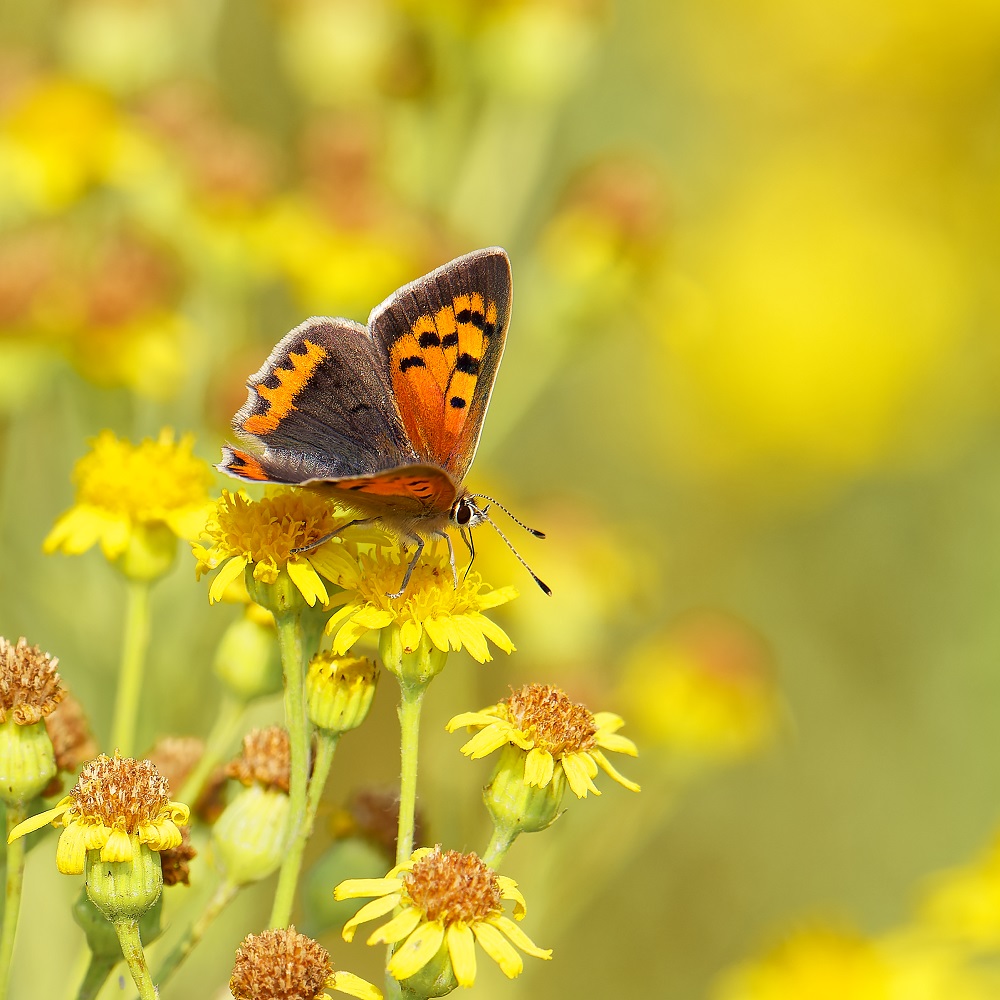 Besucher auf einer Blüte