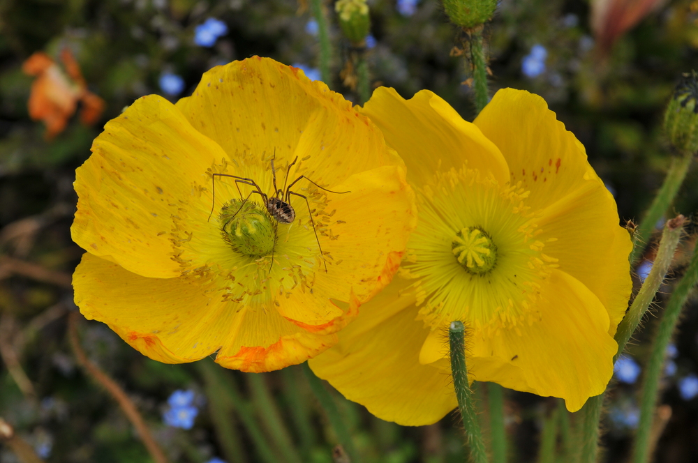 Besucher auf einer Blume (Gesehen am Pfingstsonntag auf der Insel Mainau)