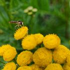 Besucher auf einer Rainfarnblüte