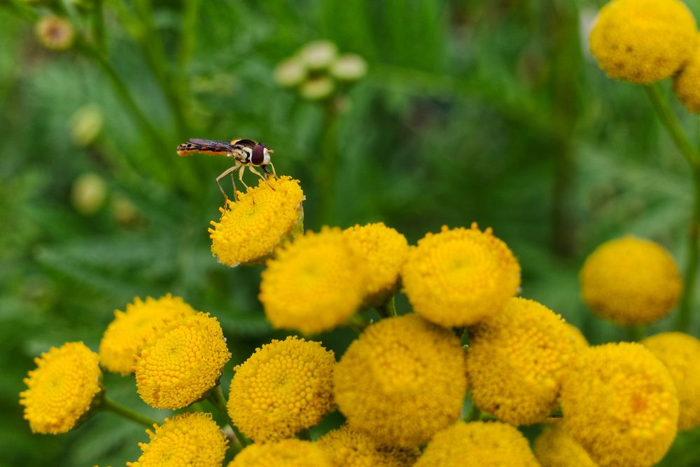 Besucher auf einer Rainfarnblüte