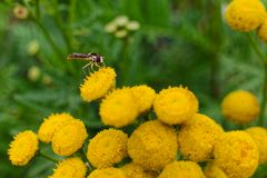 Besucher auf einer Rainfarnblüte