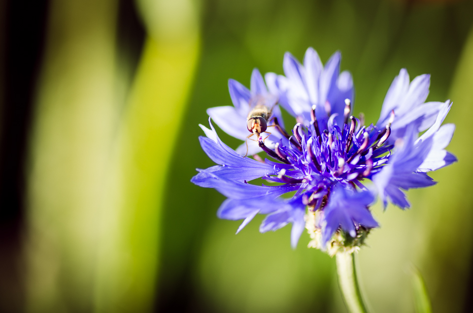 Besucher auf Feldblume