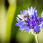 Besucher auf Feldblume