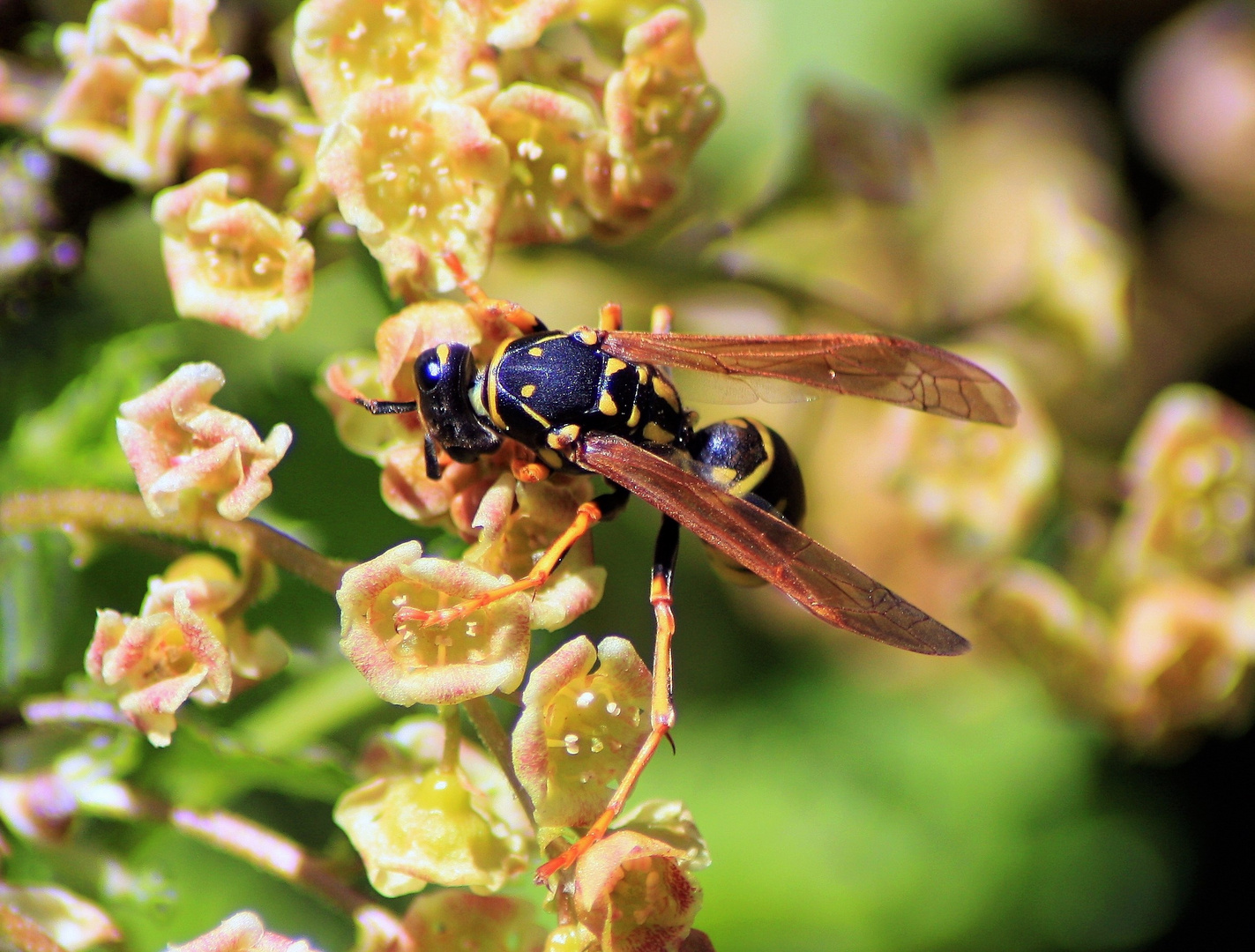 Besucher auf Johannisbeerblüten