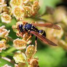 Besucher auf Johannisbeerblüten