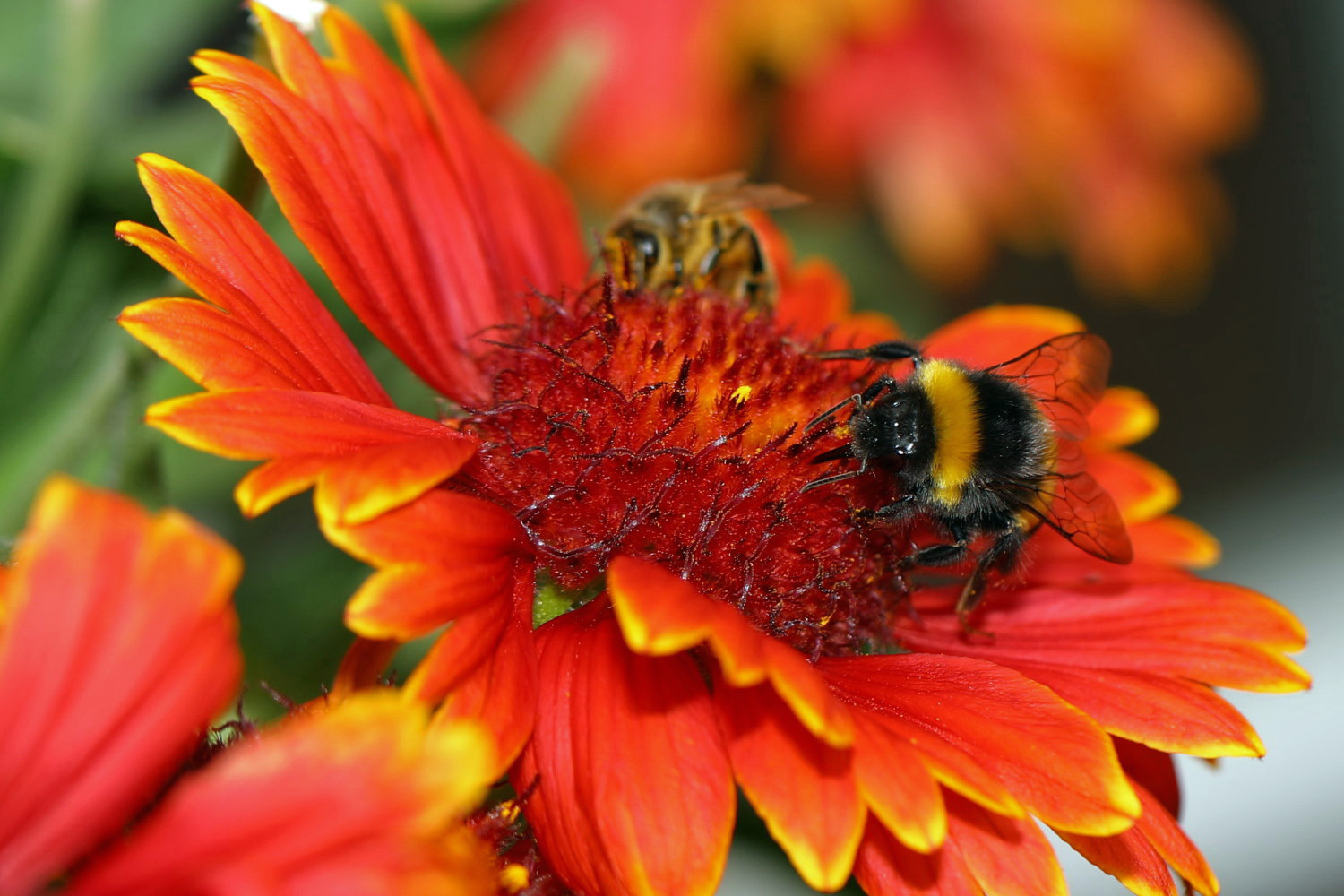 Besucher auf Kokardenblüte