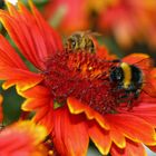 Besucher auf Kokardenblüte