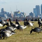 Besucher auf Liberty Island (2)