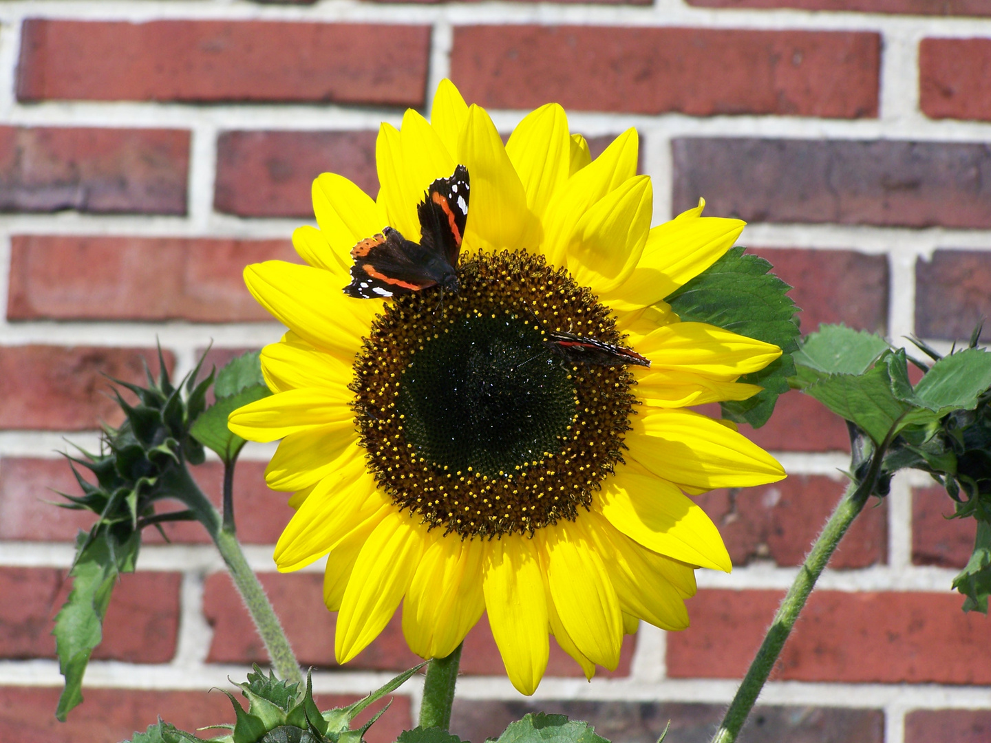 Besucher auf unserer Sonnenblume