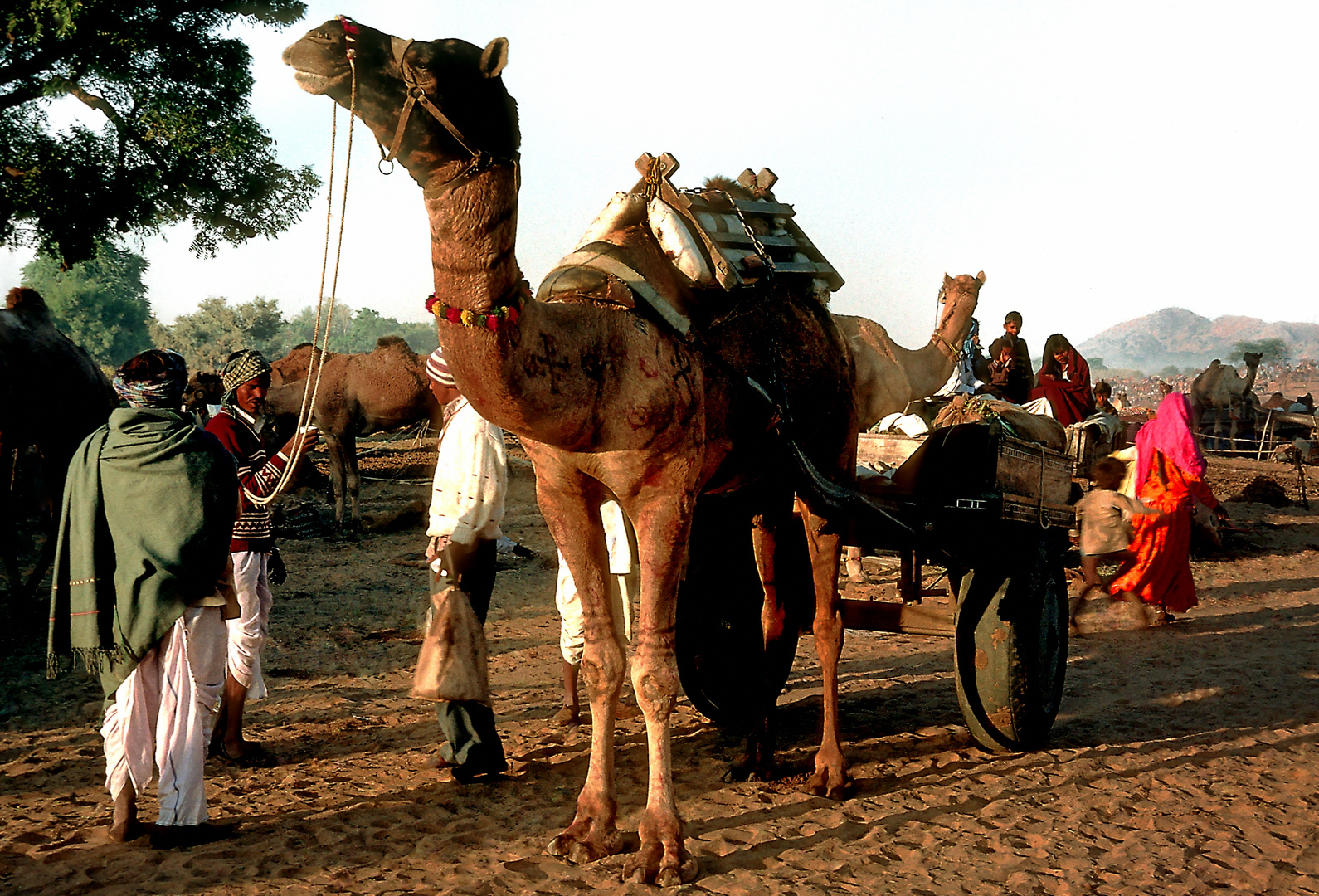 Besucher aus der Wüste Thar
