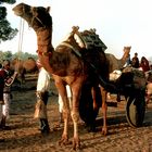 Besucher aus der Wüste Thar