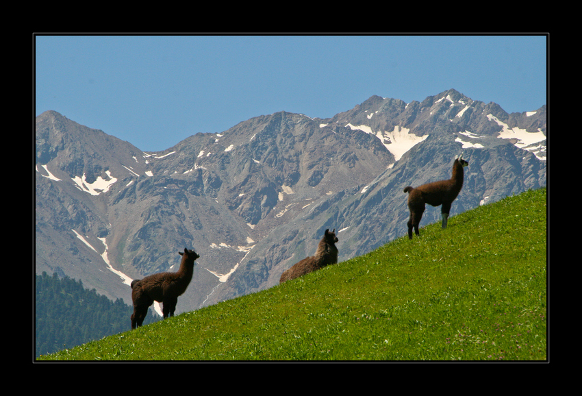 Besucher aus Peru....