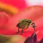 besucher bei Fotosession