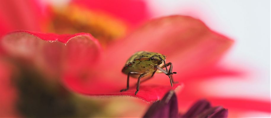 besucher bei Fotosession