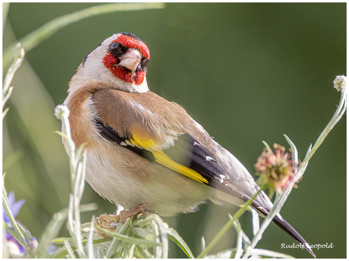 Besucher bei unseren Kornblumen