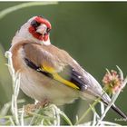 Besucher bei unseren Kornblumen