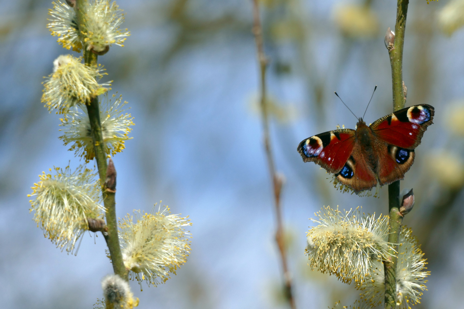 Besucher