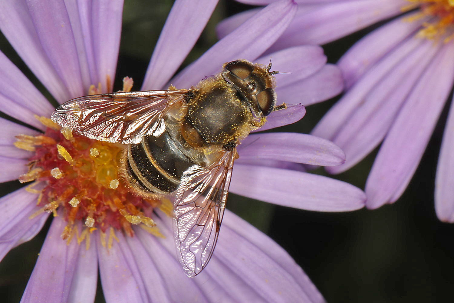 Besucher der Asterblüte