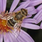 Besucher der Asterblüte