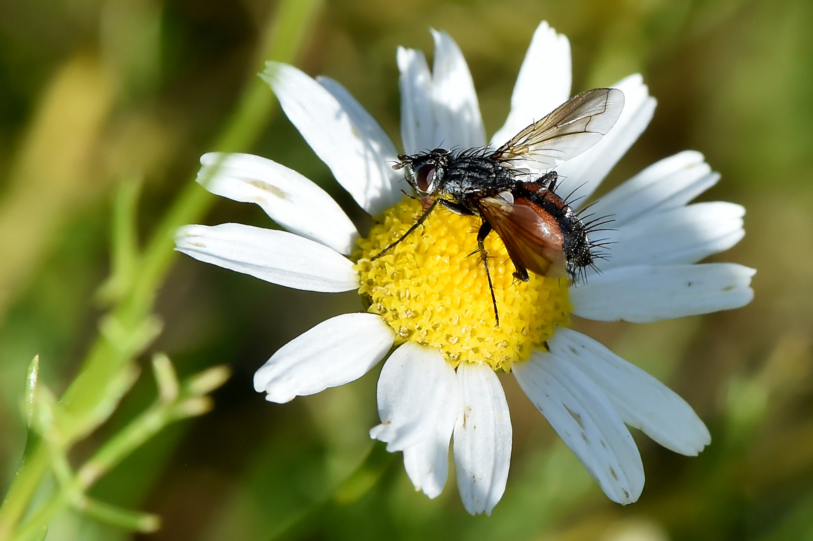 Besucher der Margerite