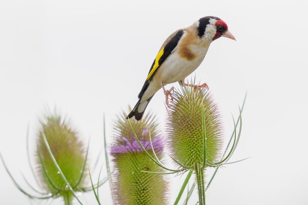 Besucher der Wilden Karde