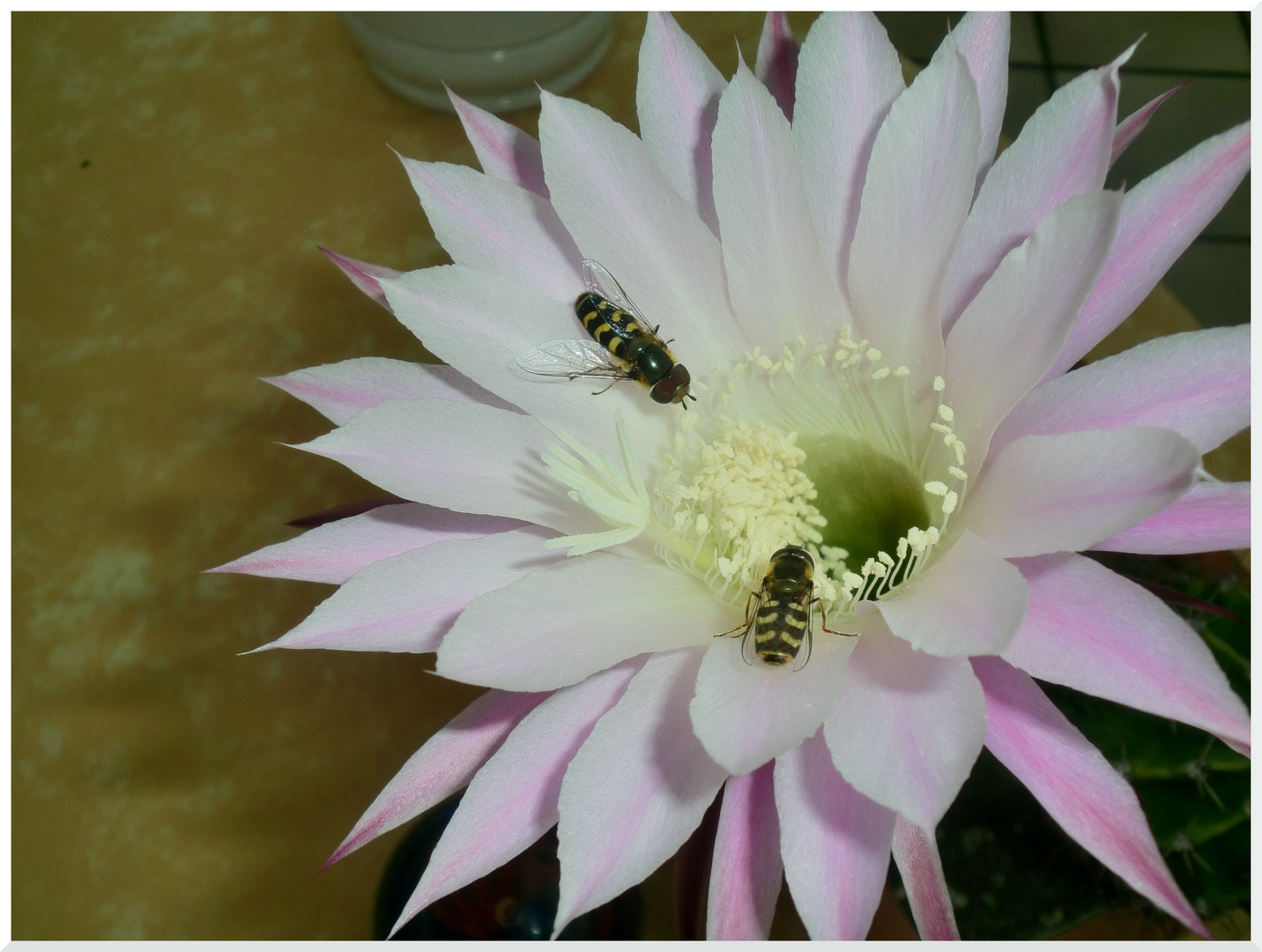 Besucher einer Echinopsisblüte