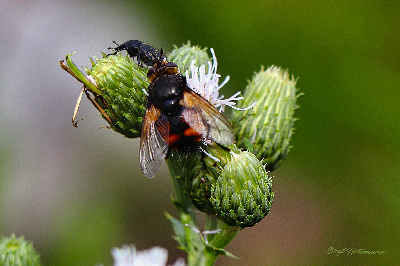 Besucher