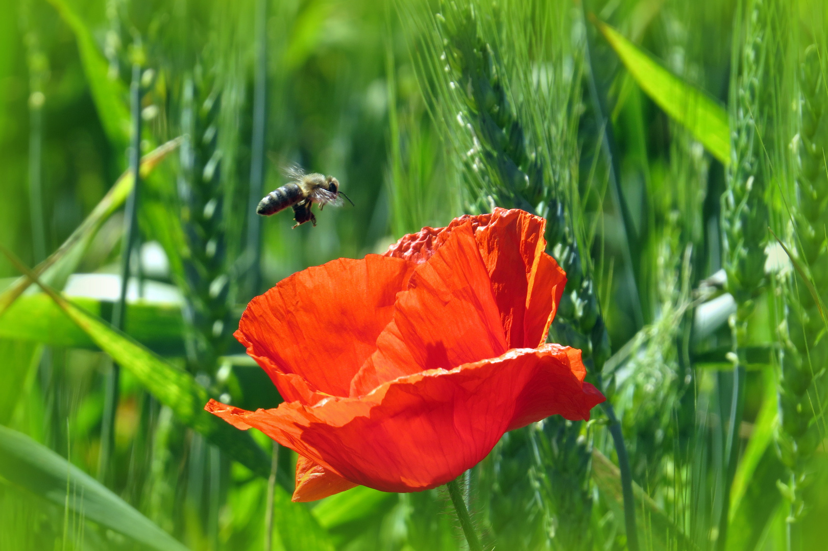 Besucher im Anflug