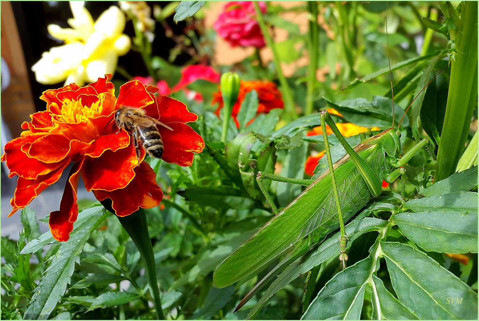 Besucher im Blumenbeet