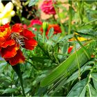 Besucher im Blumenbeet