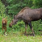 Besucher im Campground