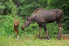 Besucher im Campground