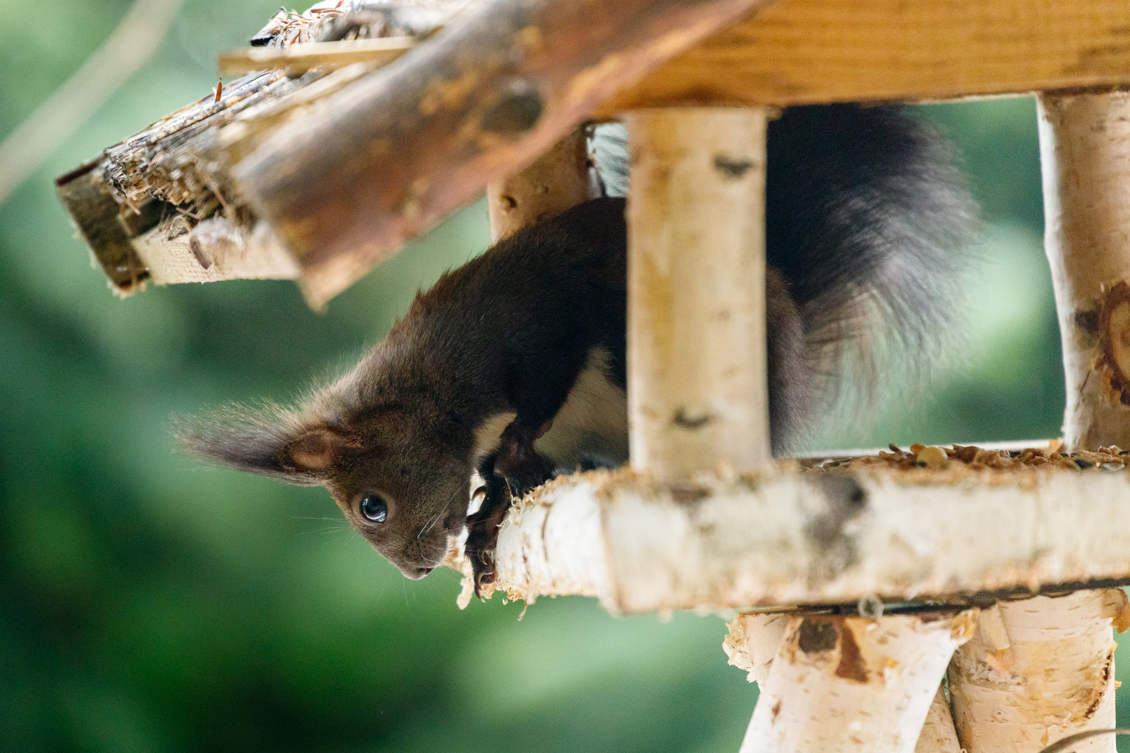 Besucher im Futterhaus