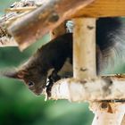 Besucher im Futterhaus