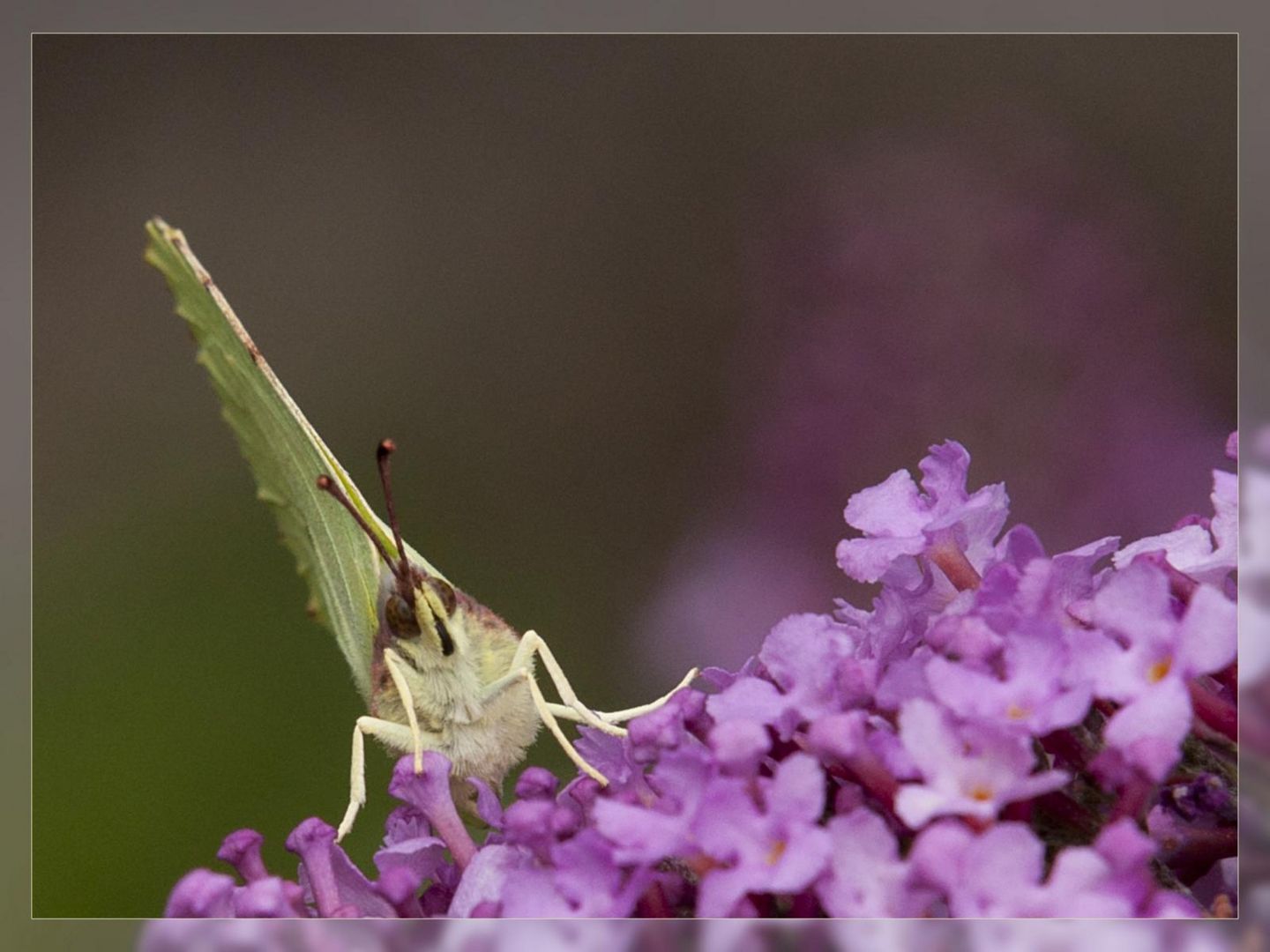 Besucher im Garten - 1