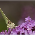 Besucher im Garten - 1