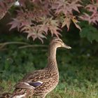 Besucher im Garten 1