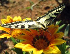 Besucher im Garten