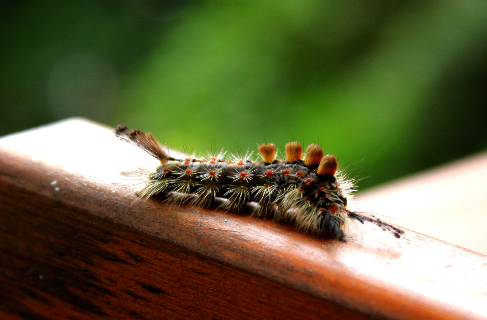 Besucher im Garten.