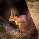 Besucher im Garten