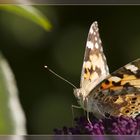 Besucher im Garten - 2