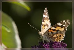 Besucher im Garten - 2