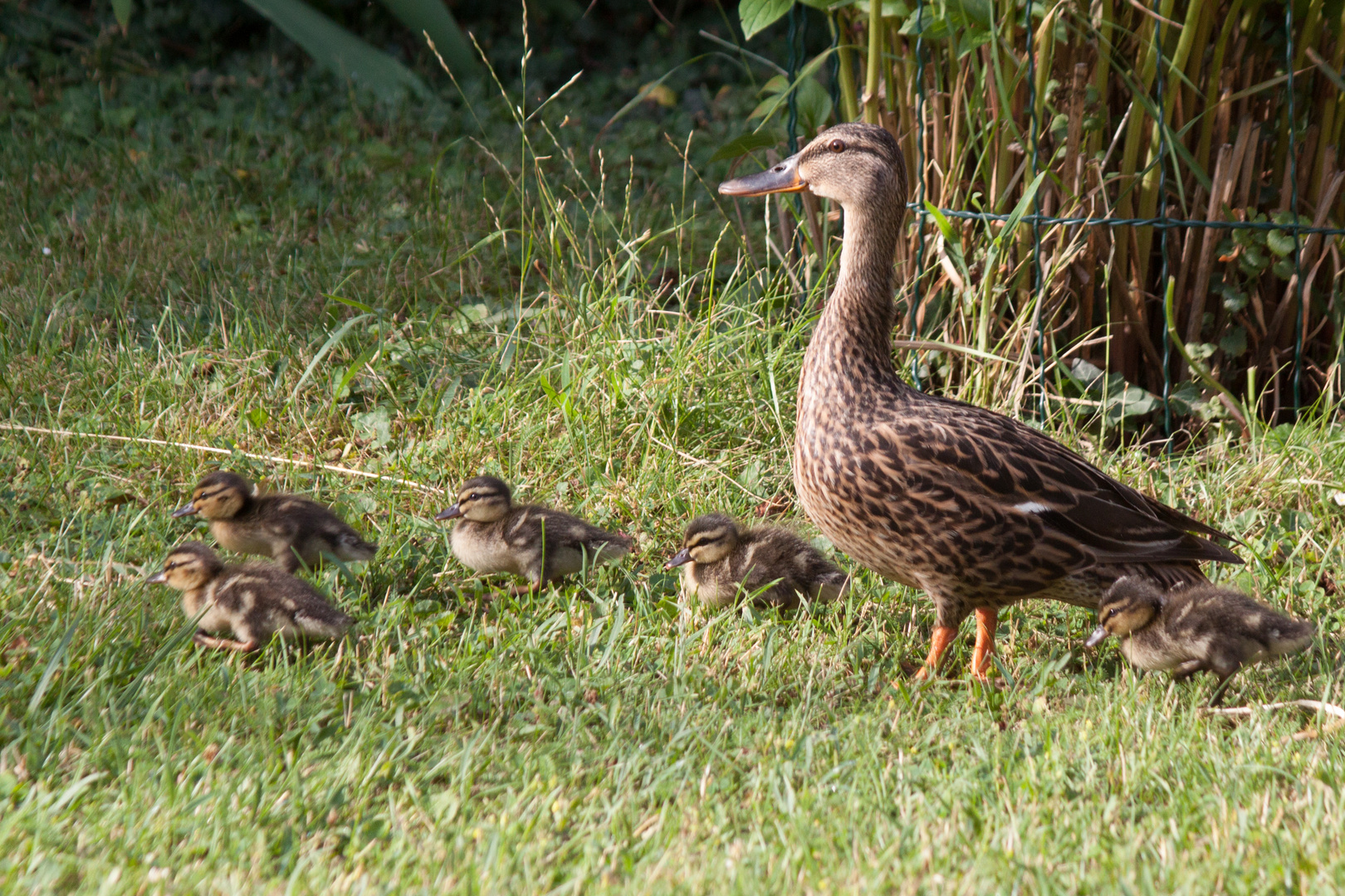 Besucher im Garten 2